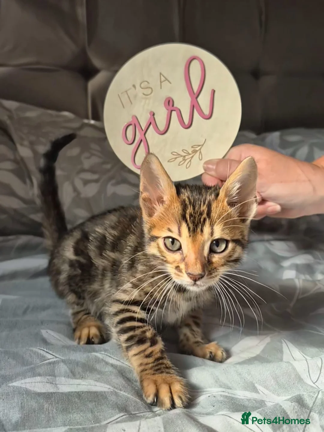 Bengal cats for sale: Pure bengal  kittens  in Welwyn Garden City - Advert 2