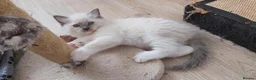 Ragdoll cats for sale: RAGDOLL BOY BLUE POINT BLUE EYES  - Advert 10