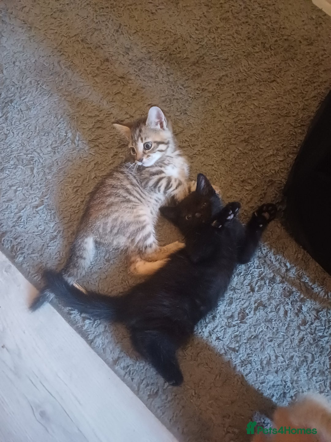 Mixed Breed cats for sale: Little Fluff kittens ready now  - Image 3