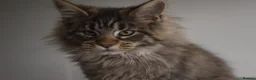 Maine Coon cats for sale: Gorgeous Champion Bloodline Maine Coon Kittens - Advert 10