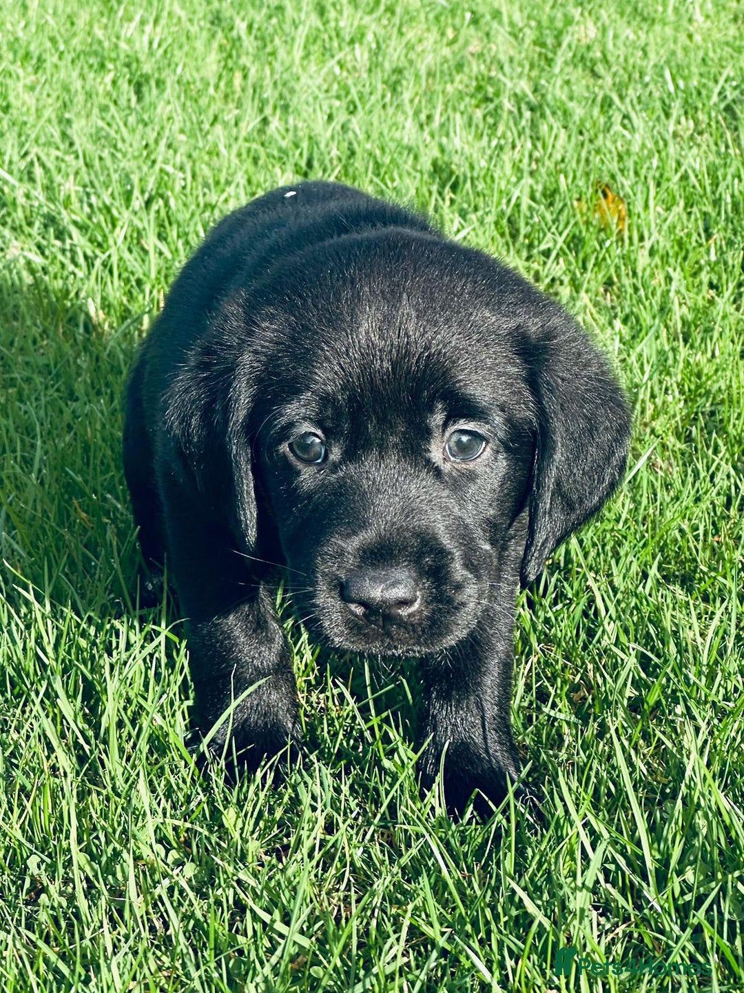 Labrador Retriever dogs for sale: Perfect Litter of 5th Generation Labrador Puppies - Advert 6