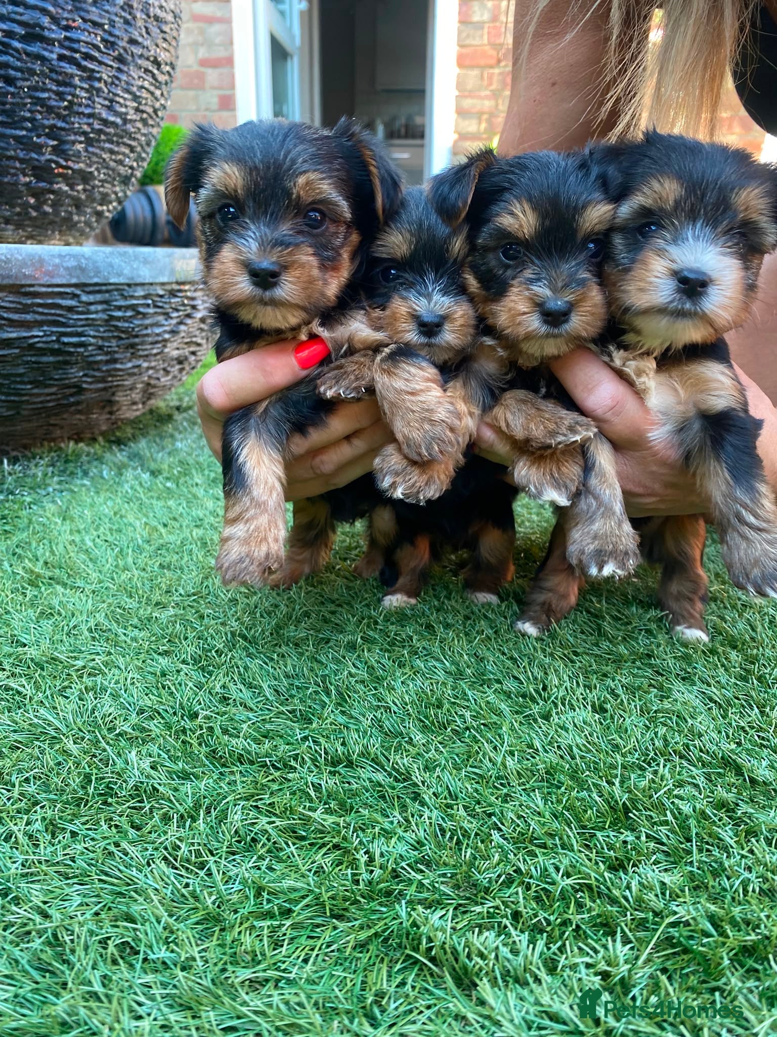 Yorkshire Terrier dogs Yorkie Biewer - Advert 2