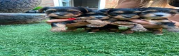 Yorkshire Terrier dogs for sale: Yorkie Biewer - Advert 13