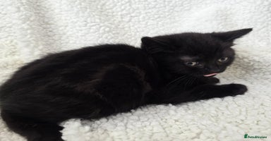 British Shorthair cats - Advert 6