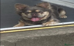 French Bulldog dogs for sale: Visual fluffy French bulldogs  - Image 13