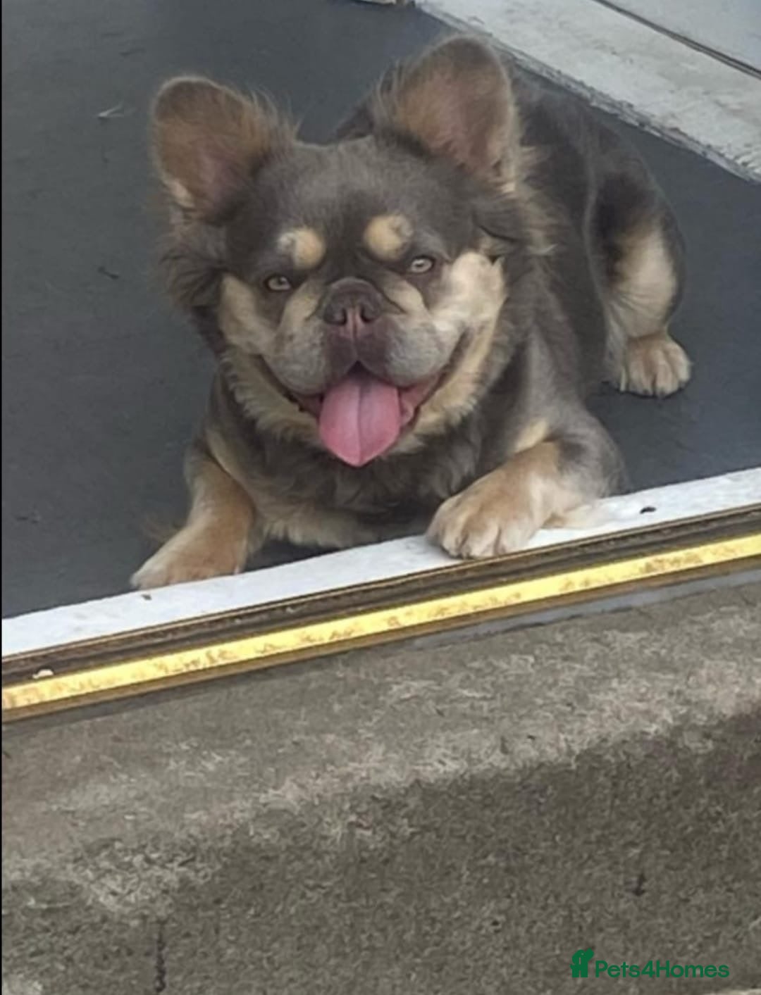 French Bulldog dogs for sale: Visual fluffy French bulldogs  - Image 13