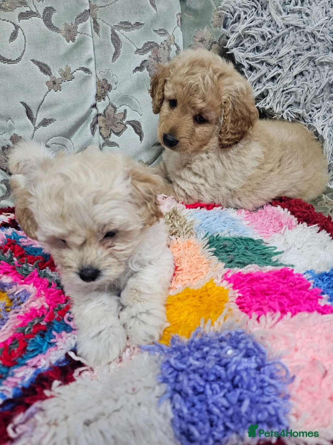 Cockapoo dogs for sale: 🐾 Hello, dear animal lovers! 🐾   - Advert 1