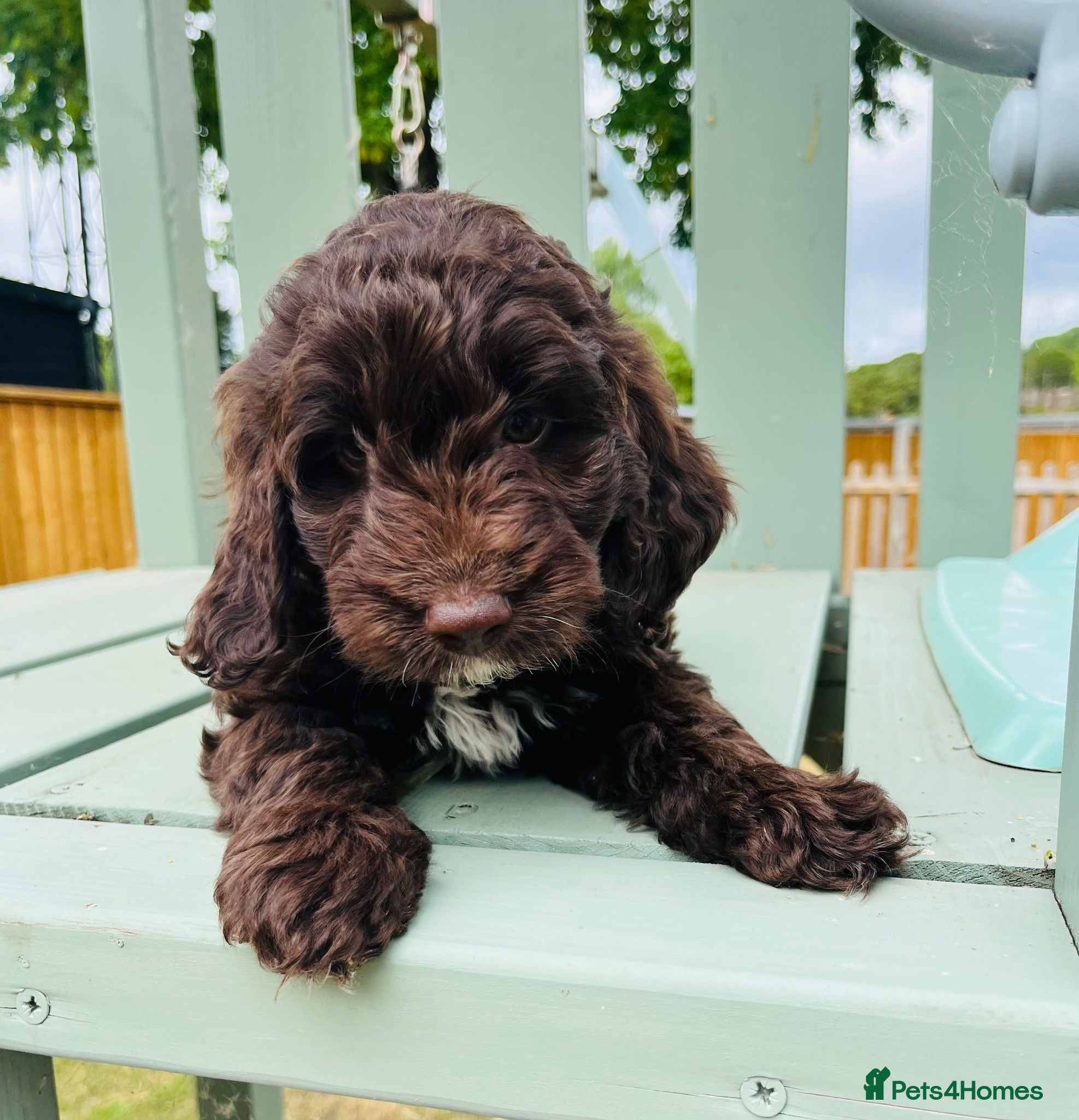 Cockapoo dogs Chocolate & chocolate Merle Cockapoo Babies 🐾🐾🐾 - Advert 1