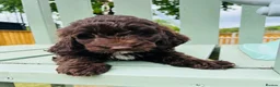 Cockapoo dogs for sale: Chocolate & chocolate Merle Cockapoo Babies 🐾🐾🐾 - Advert 1