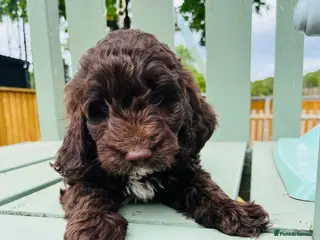 Cockapoo dogs for sale: Chocolate & chocolate Merle Cockapoo Babies 🐾🐾🐾 - Advert 3