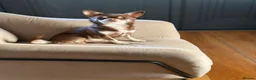 Chihuahua dogs for sale: TINY CHIHUAHUA PUPS long and short hair 🐶 - Advert 10