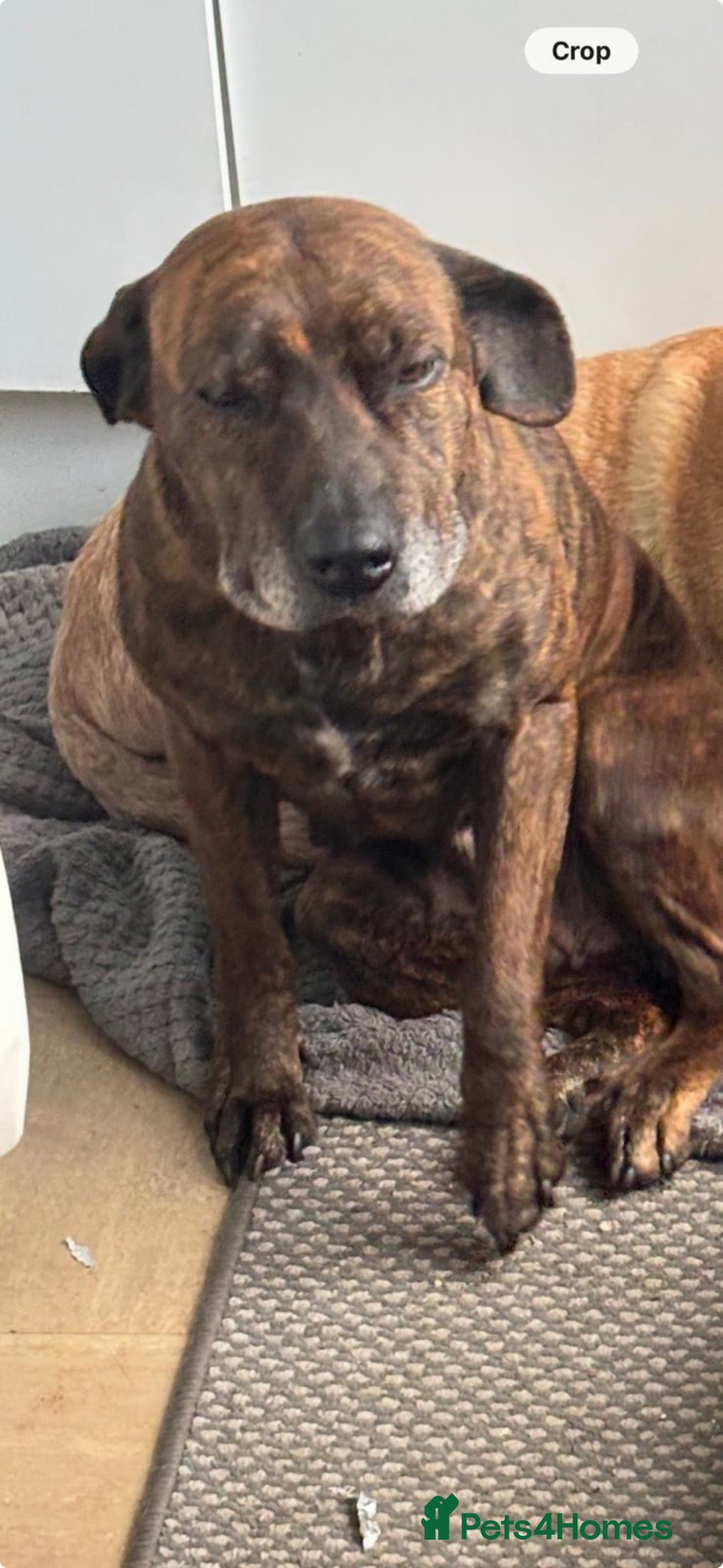 Mixed Breed dogs Mr Nathan muir - Advert 2