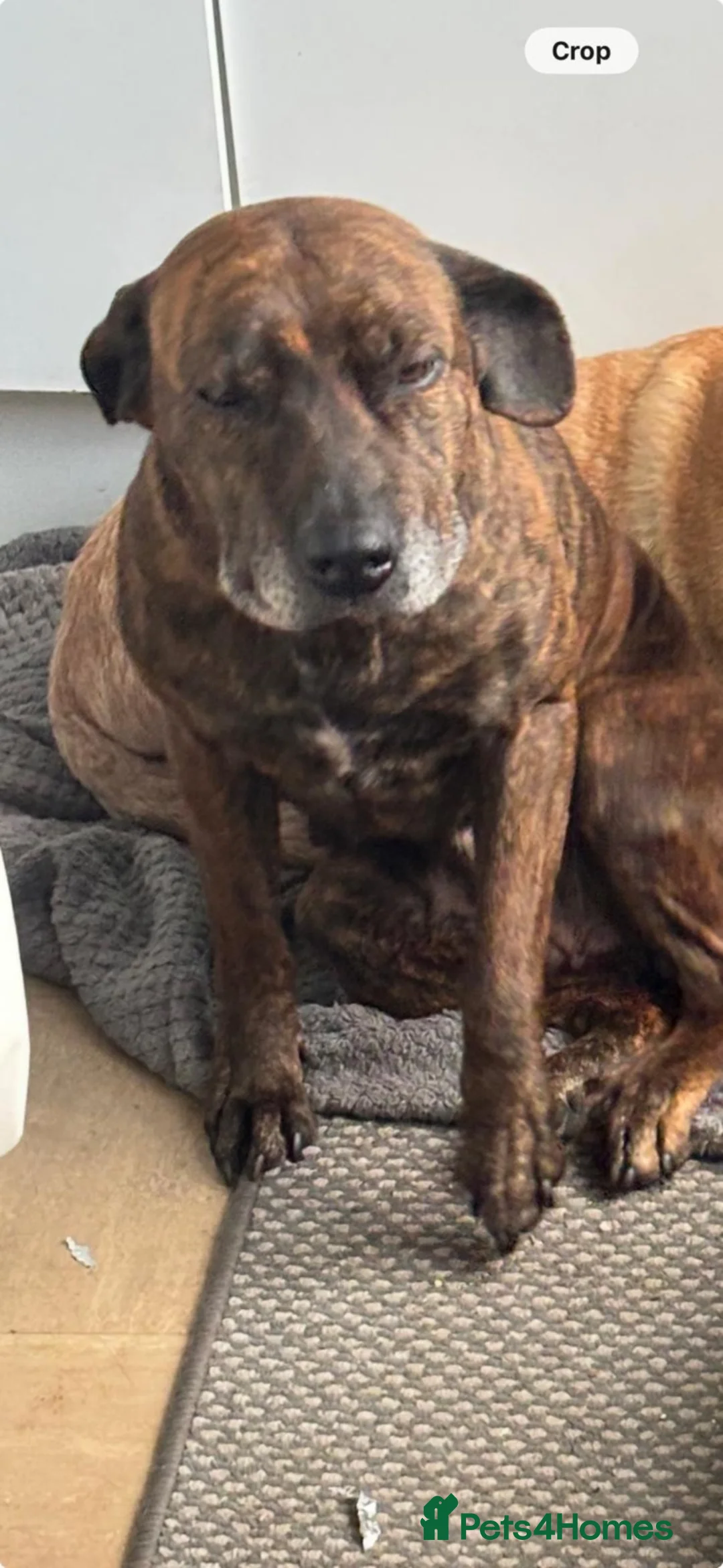 Mixed Breed dogs for sale: Mr Nathan muir in Thetford - Advert 1