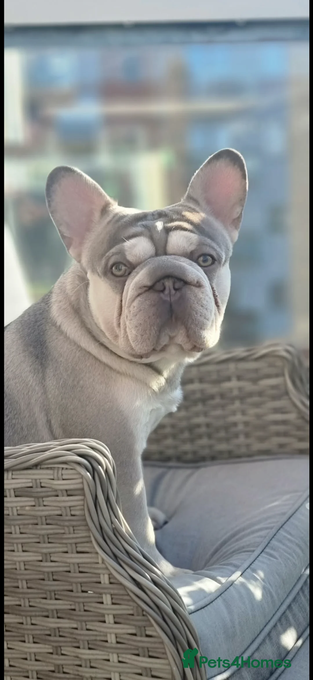 French Bulldog dogs for stud: Beautiful French bulldog studs - Advert 1