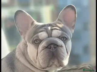 French Bulldog dogs Beautiful French bulldog studs - Advert 5