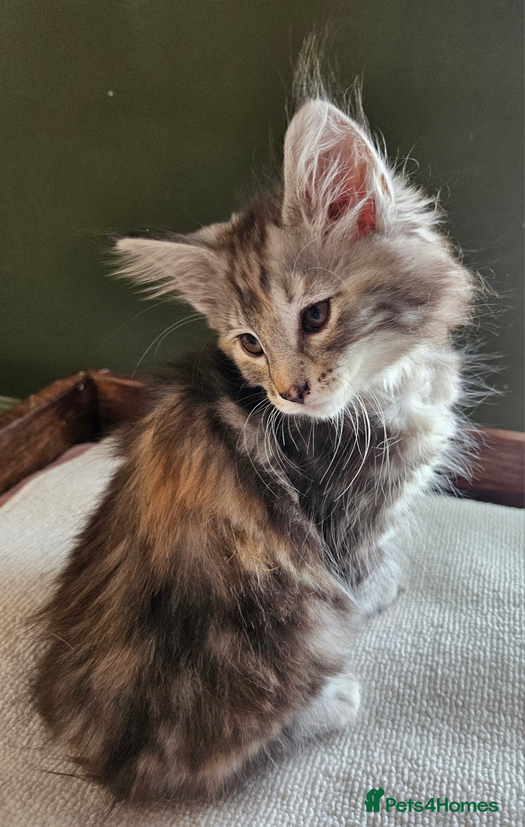 Norwegian Forest Cat cats for sale: Full pedigreed Norwegian forest cats  - Image 2