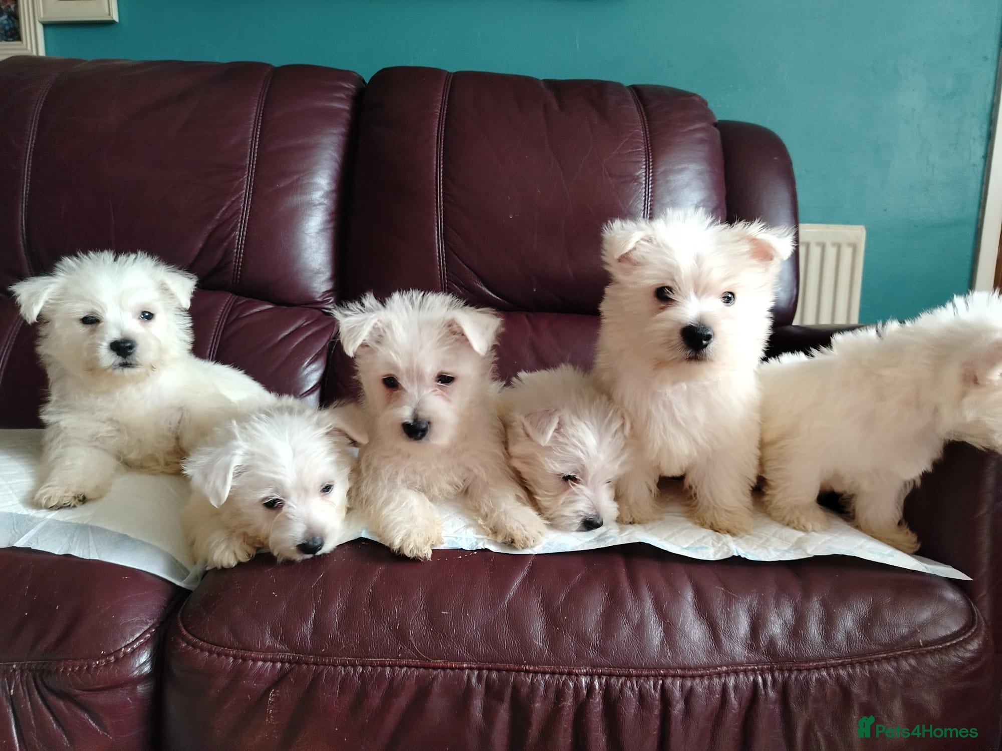 West Highland Terrier dogs Beautiful West Highland terrier puppies available - Advert 1