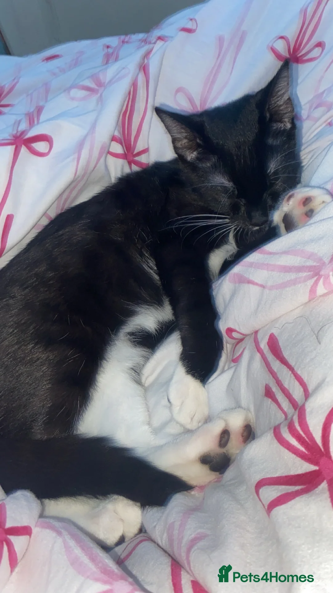 Mixed Breed cats for sale: beautiful 4 month old kitten - Advert 1