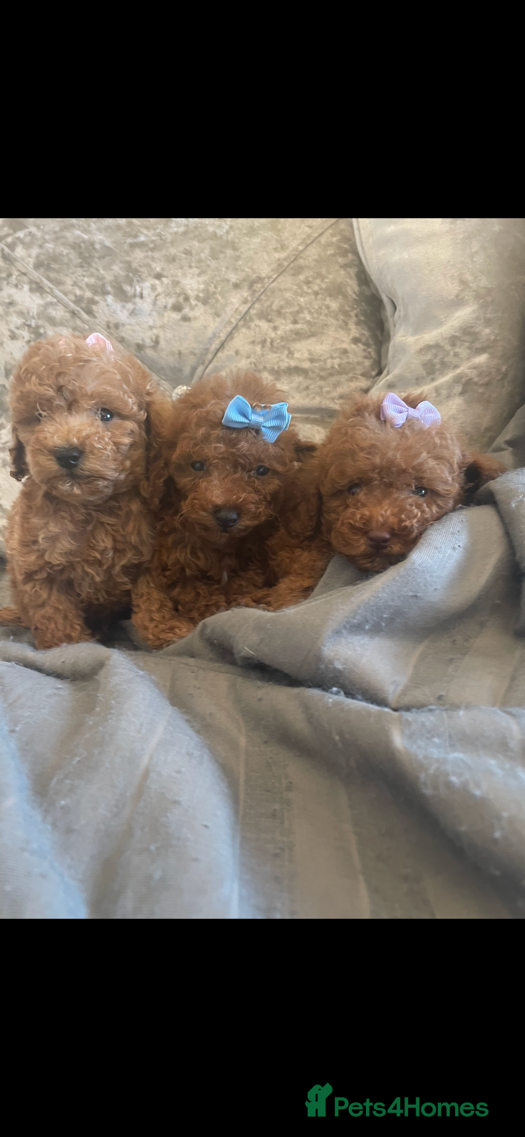 Toy Poodle dogs for sale: Tiny red toy poodle  - Image 8