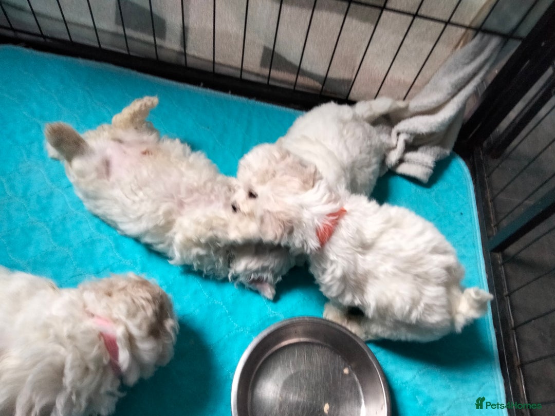 Bichon Frise dogs for sale: KC. REG BICHON FRISE PUPS - Advert 8