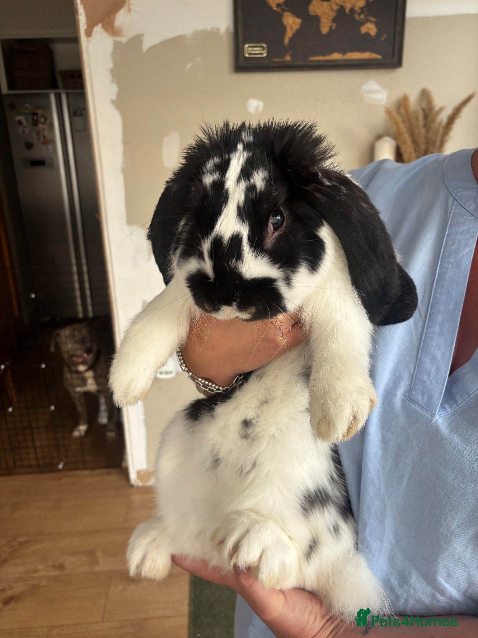 French Lop rabbits Gorgeous French lop male - Advert 1