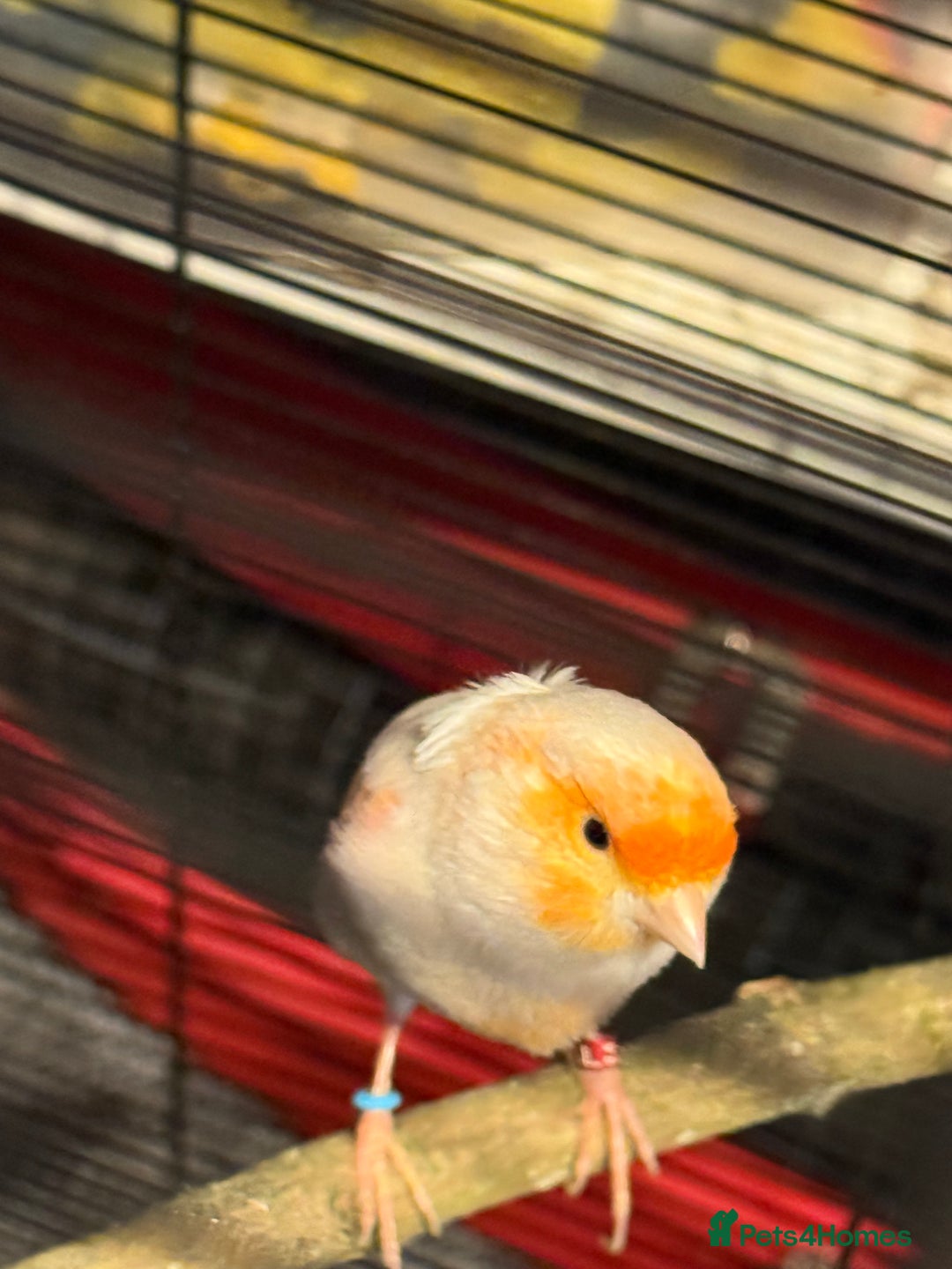 Canaries birds for sale: Male & female cannery for sale  - Image 3