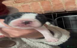 Cocker Spaniel dogs for sale: Beautiful cocker puppies  - Image 14