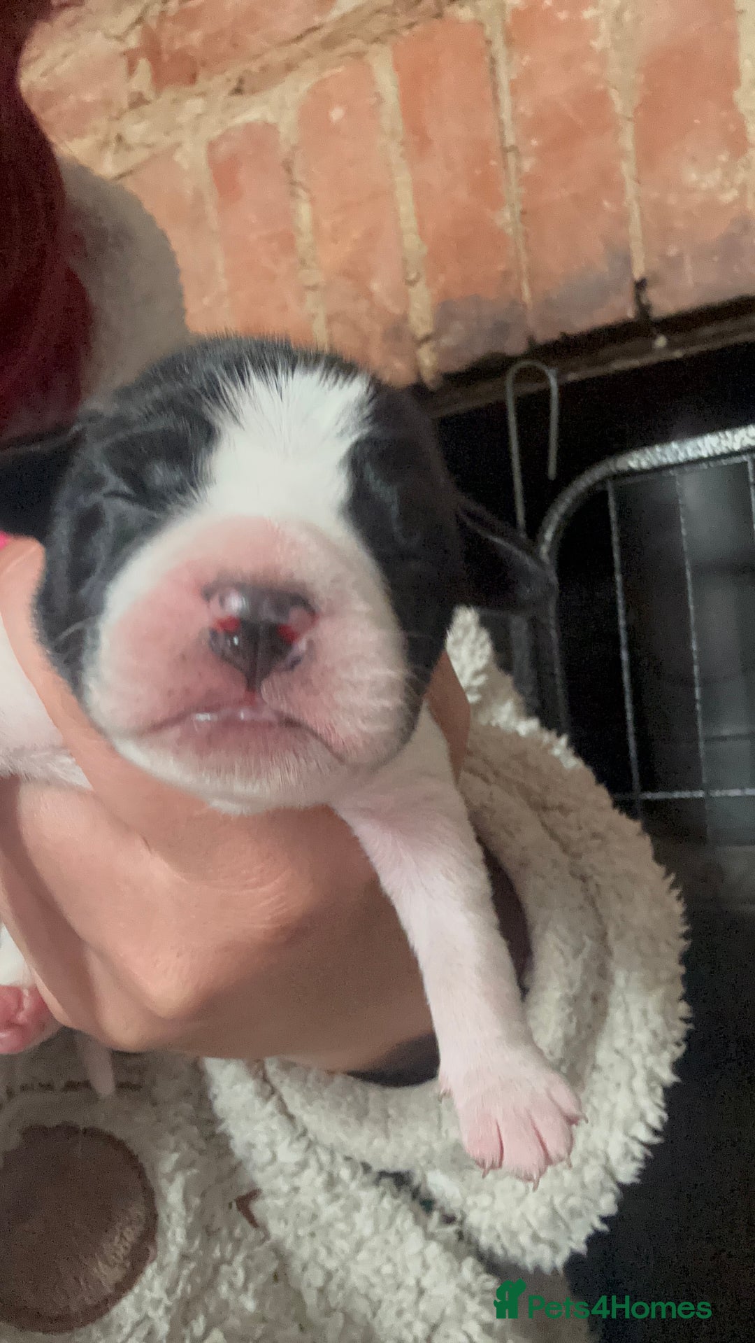 Cocker Spaniel dogs for sale: Beautiful cocker puppies  - Image 14
