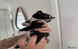 Mixed Breed cats for sale: Kittens  - Image 1