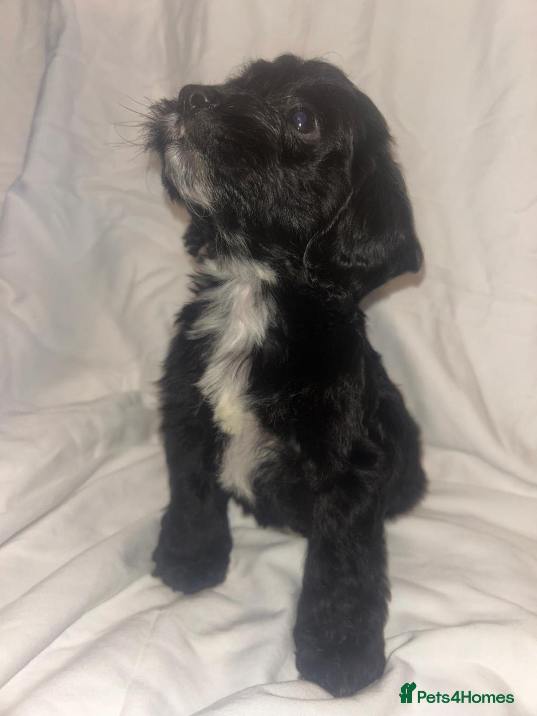 Cockapoo dogs for sale: 3 cockapoo puppies  - Advert 5