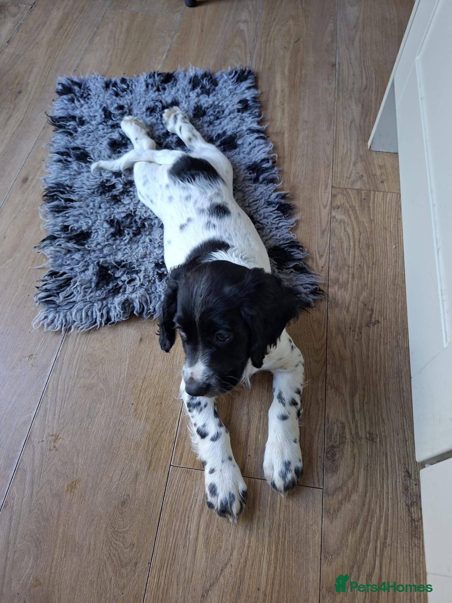 Cocker Spaniel dogs READY NOW -Black and white cocker spaniel pups  ☆☆ - Advert 2