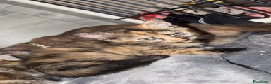 Mixed Breed female 2