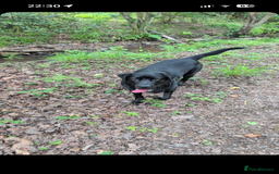 Labrador Retriever dogs for stud: Black Labrador Retriever for stud  - Image 1