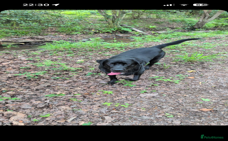 Labrador Retriever dogs - Advert 1