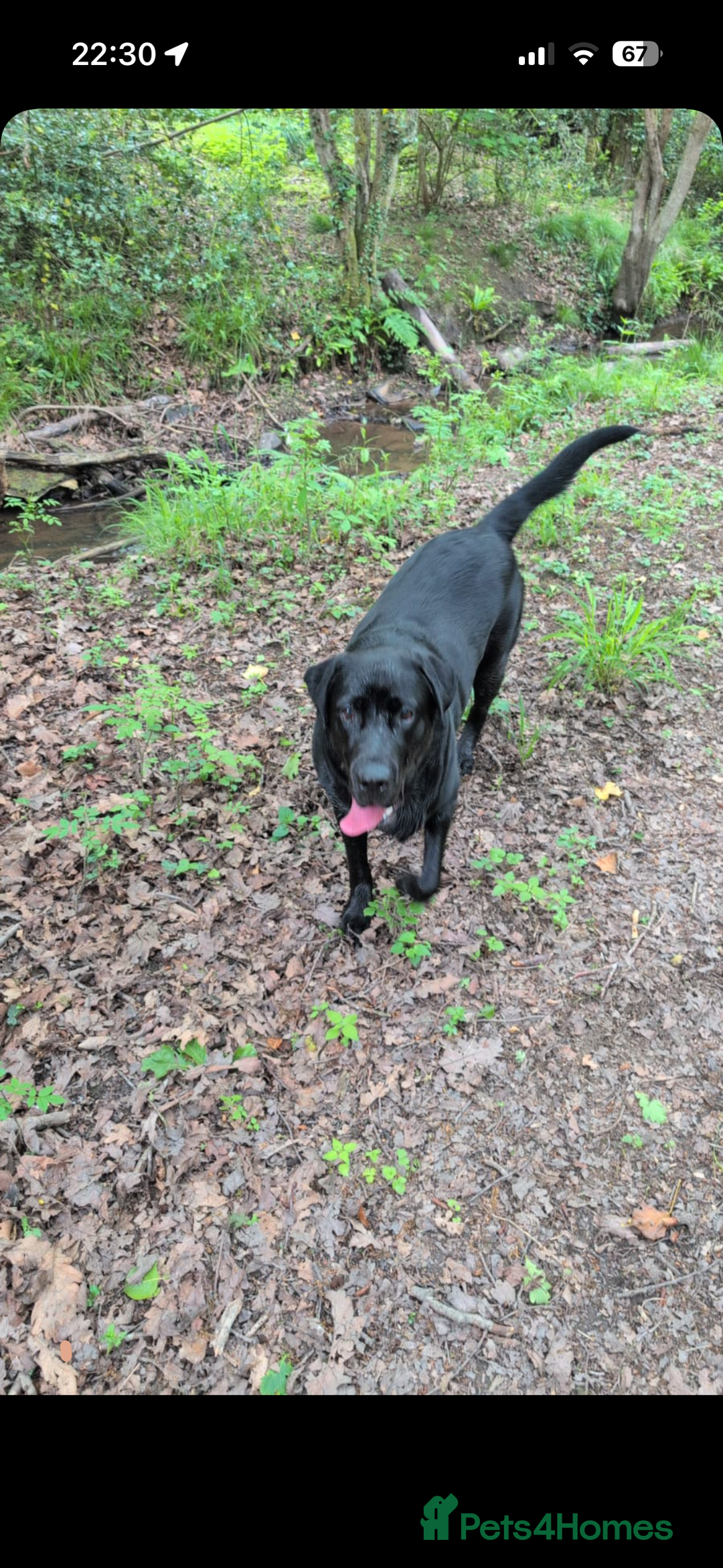 Labrador Retriever dogs for stud: Black Labrador Retriever for stud  - Image 1
