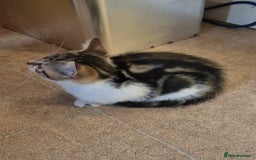 Mixed Breed cats for sale: Adorable 7 Mixed Breed Kittens 🐾 - Image 25