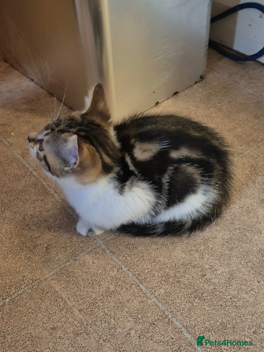 Mixed Breed cats for sale: Adorable 7 Mixed Breed Kittens 🐾 - Image 25