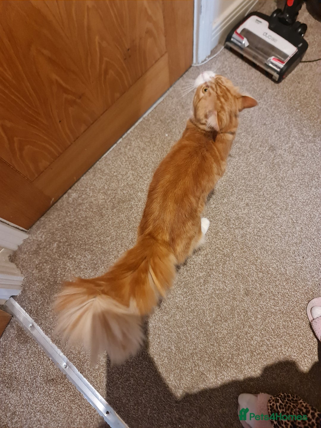Mixed Breed cats for sale: Ginger long hair male cat - Advert 6