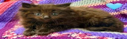 Maine Coon cats for sale: 💖 MAINE COON X RAGDOLL *PARENTS HEALTH TESTED* 💖 - Advert 13