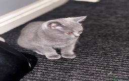British Shorthair cats for sale: Adorable kittens READY NOW in Wakefield - Image 18