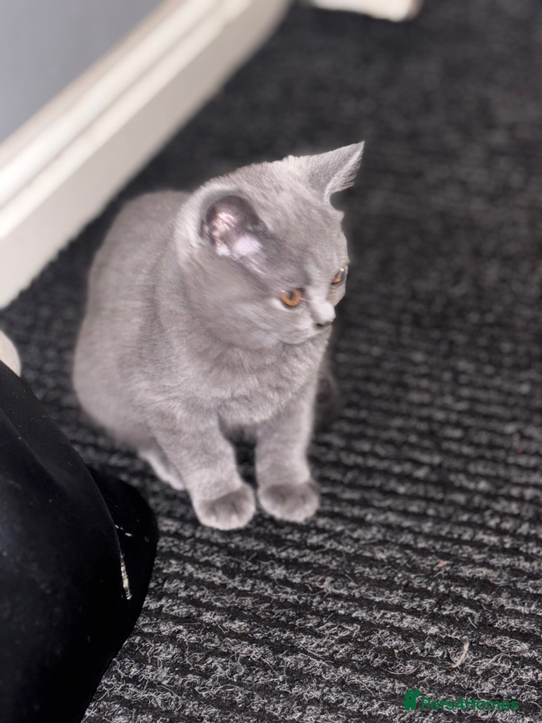 British Shorthair cats for sale: Adorable kittens READY NOW in Wakefield - Image 18