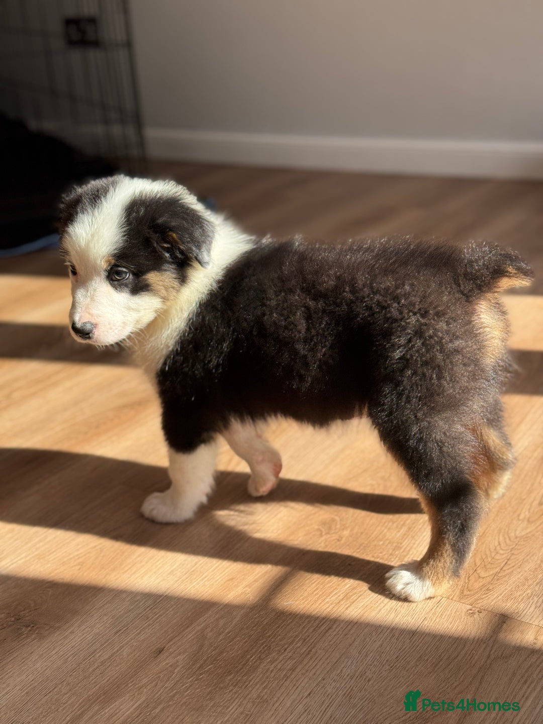 Australian Shepherd dogs for sale: Last KC registered Australian Shepard puppy! - Image 1