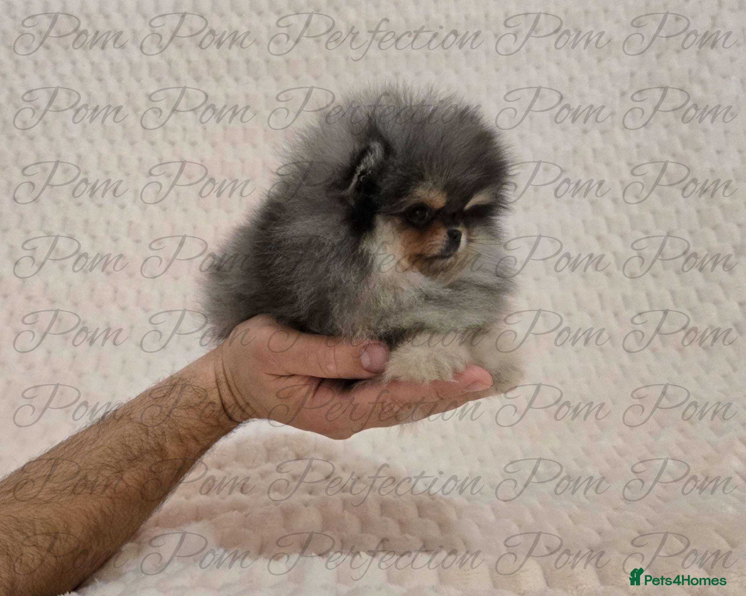Pomeranian dogs Magical Teddy Bear Pomeranian Puppies  - Advert 3