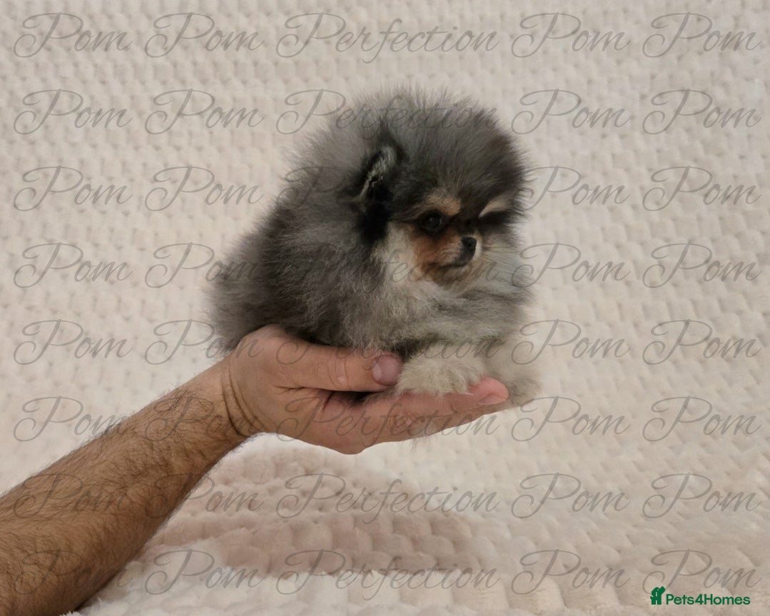 Pomeranian dogs for sale: Magical Teddy Bear Pomeranian Puppies  - Advert 1