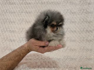 Pomeranian dogs Magical Teddy Bear Pomeranian Puppies - Advert 5