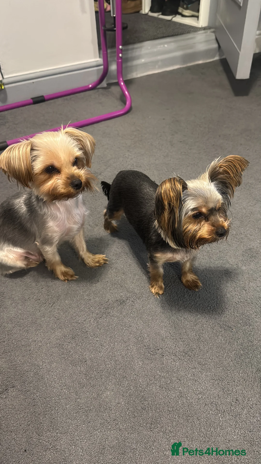 Yorkshire Terrier dogs for sale: 🌸 Adorable Yorkshire Terrier Puppies for Sale 🌸 - Advert 2