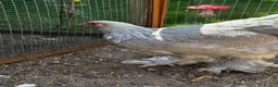 Chickens poultry for sale: Rare Isabella Brahma for sale  - Advert 3