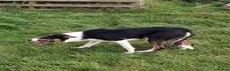Border Collie dogs for sale: A litter of 5 beautiful collie pups  - Advert 16