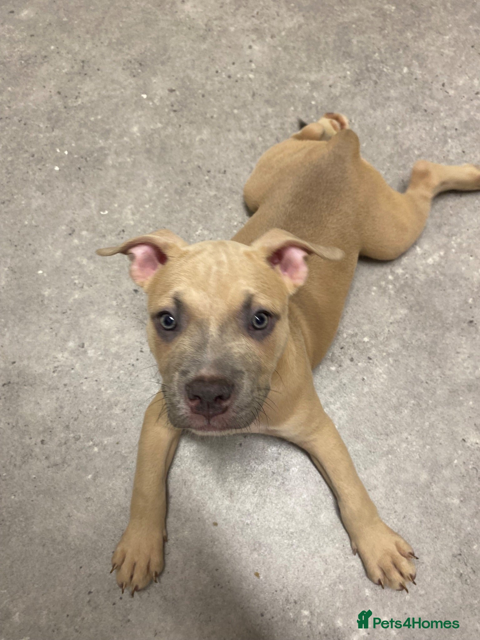 American Bully dogs 1 pup left ready to leave now - Advert 12