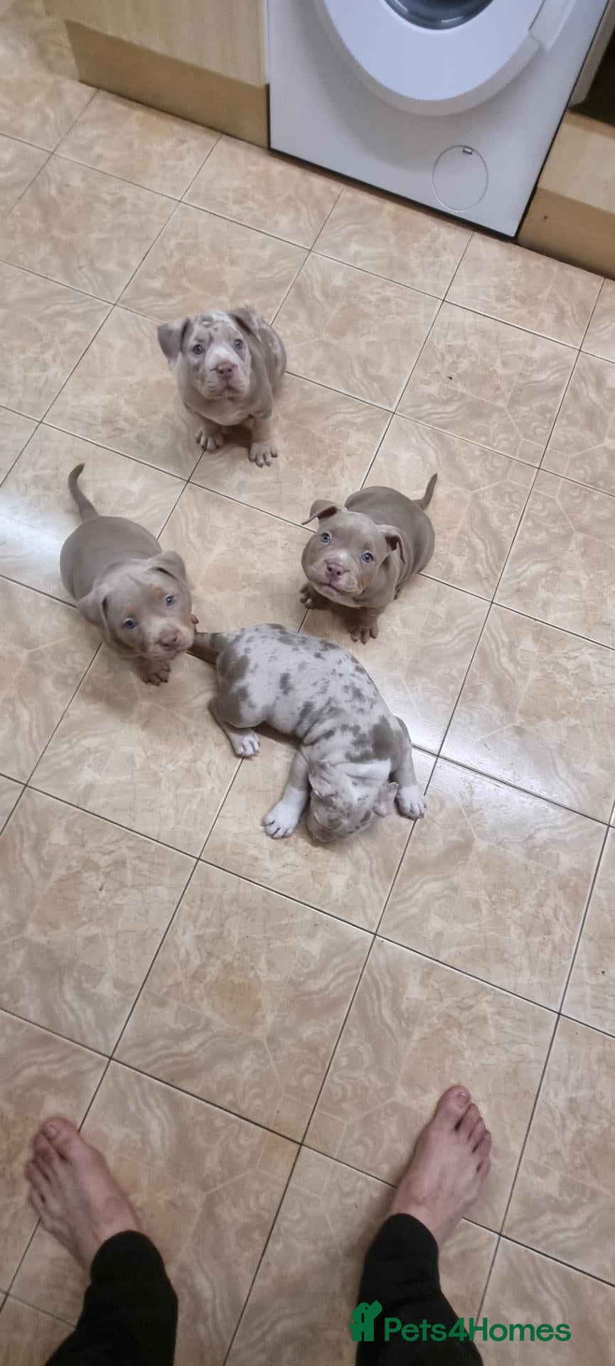 American Bully dogs American pocket bully  - Advert 1